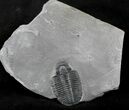 Elrathia Trilobite (Molt) - Wheeler Shale, Utah #26413-1